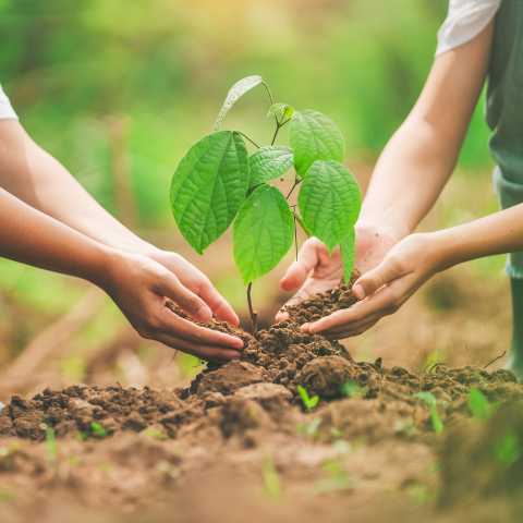 Due persone piantano una pianta nel terreno